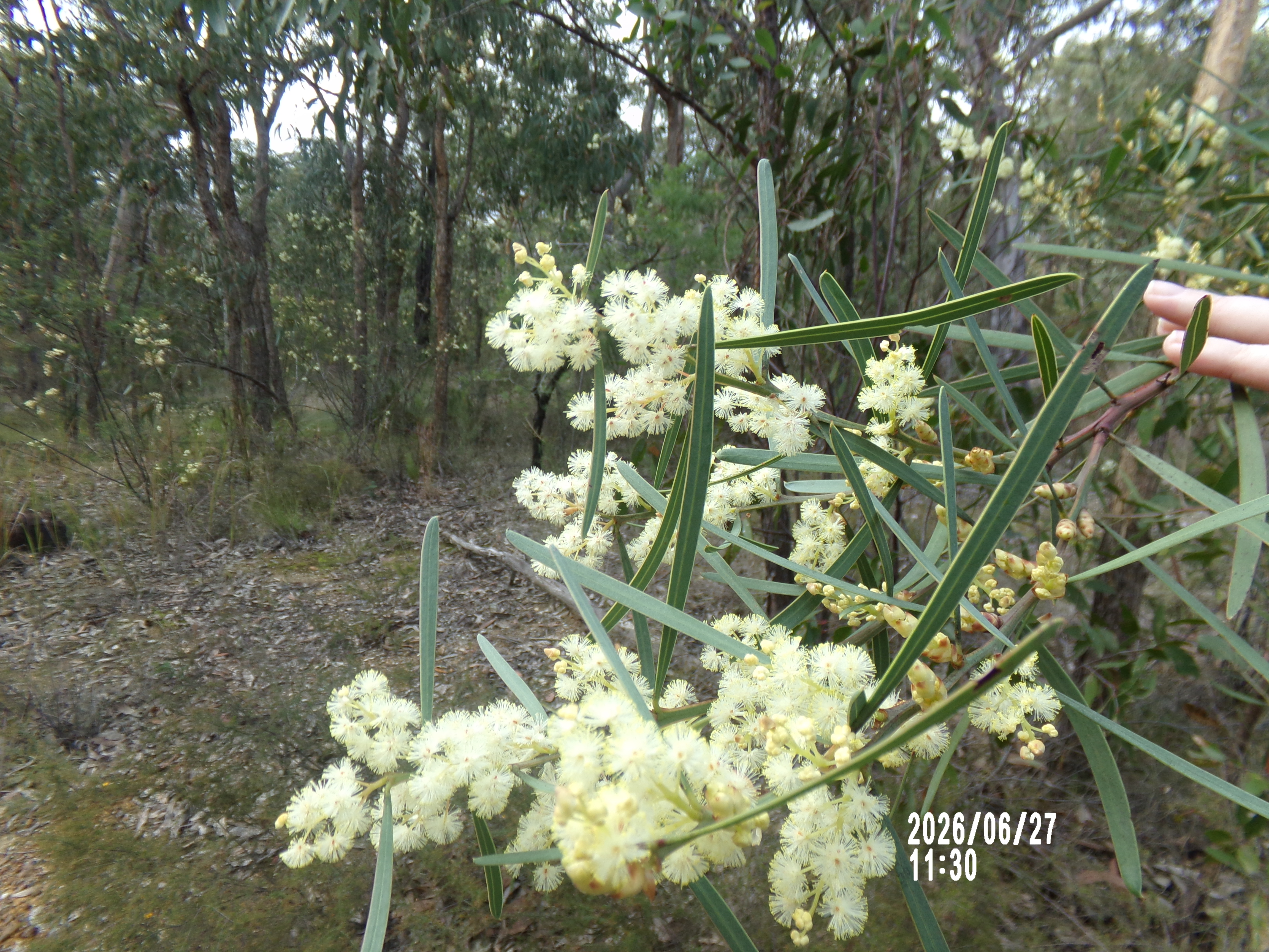 Wattle in bloom