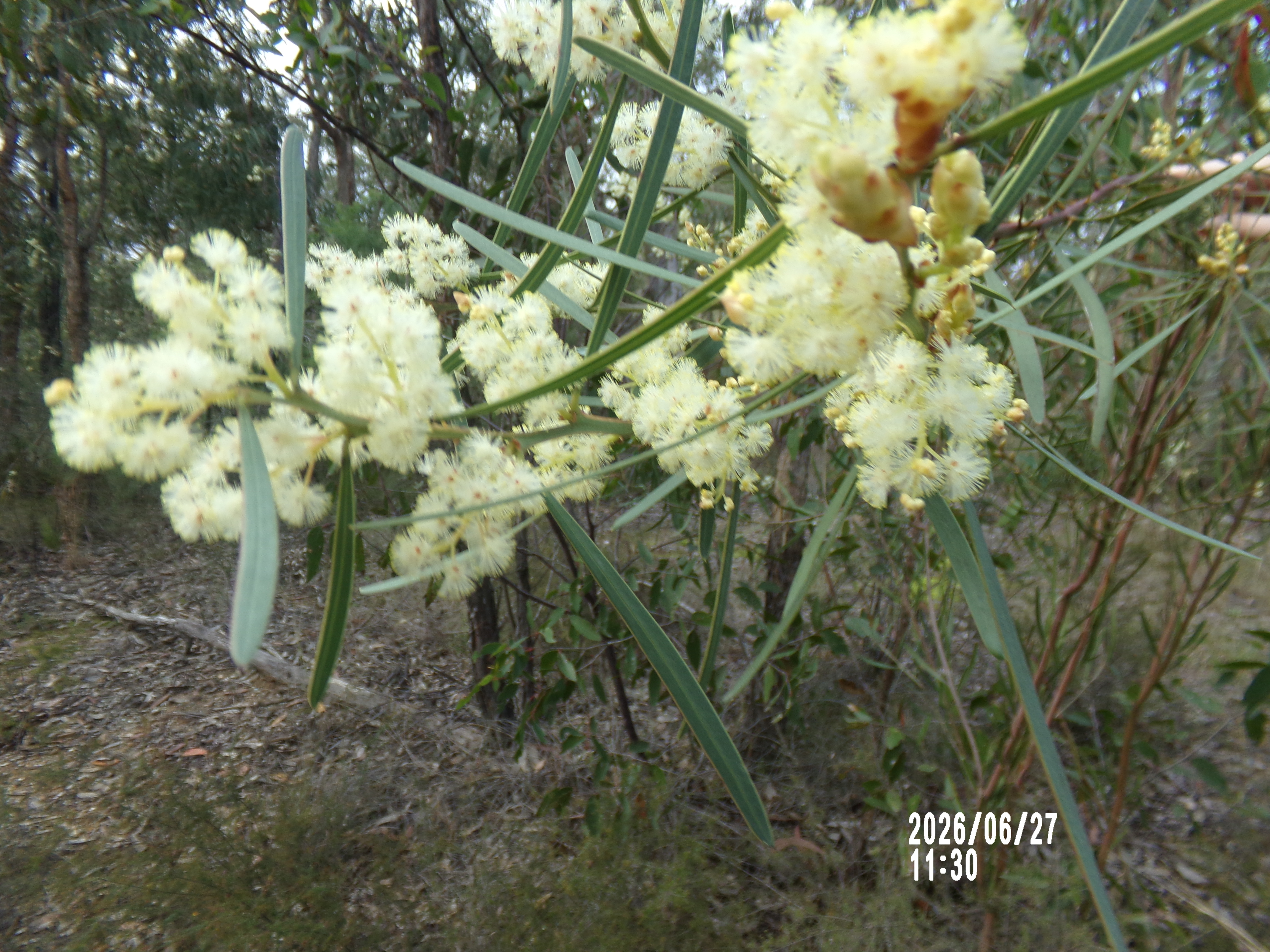 Wattle