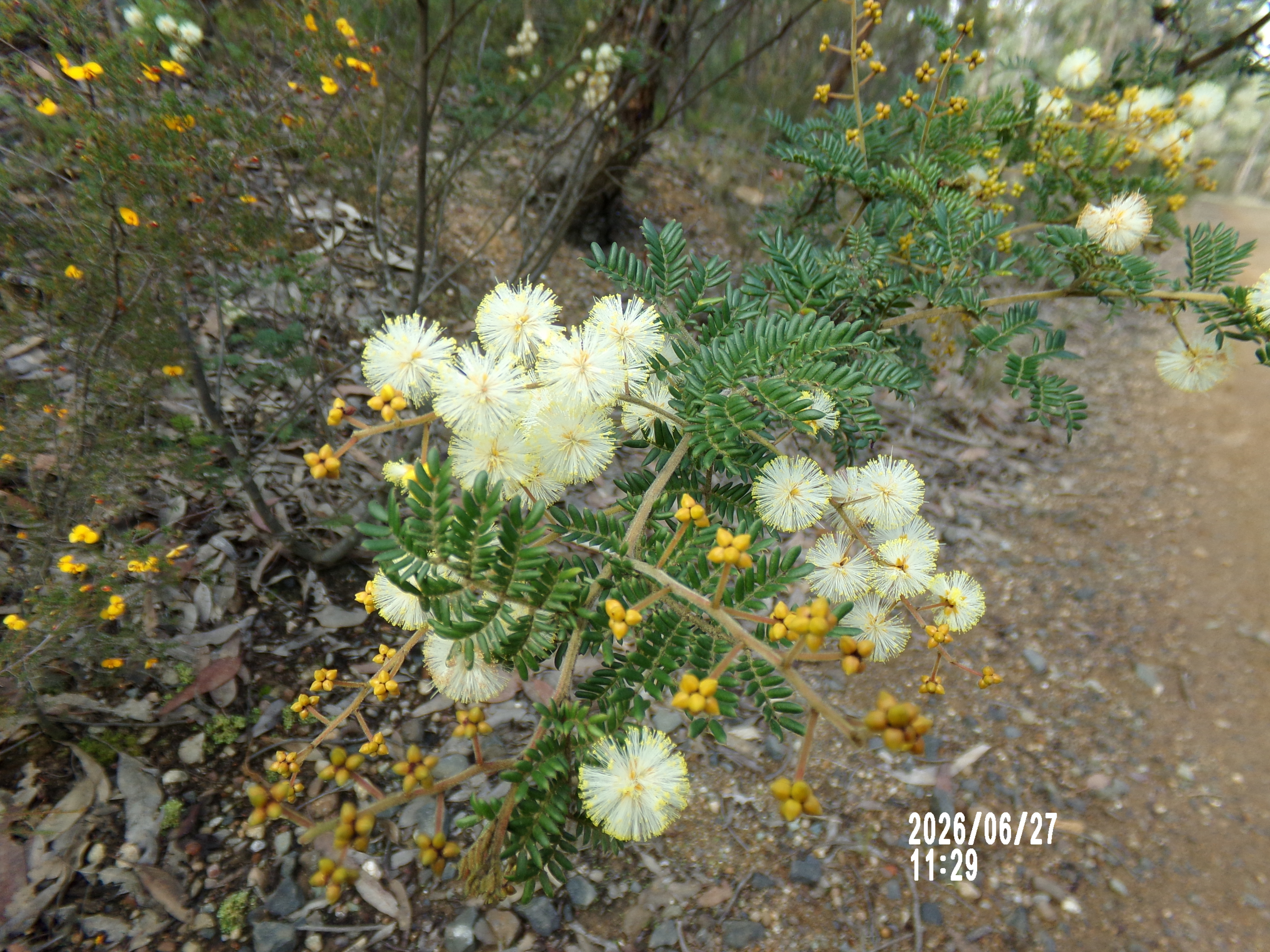 Wattle